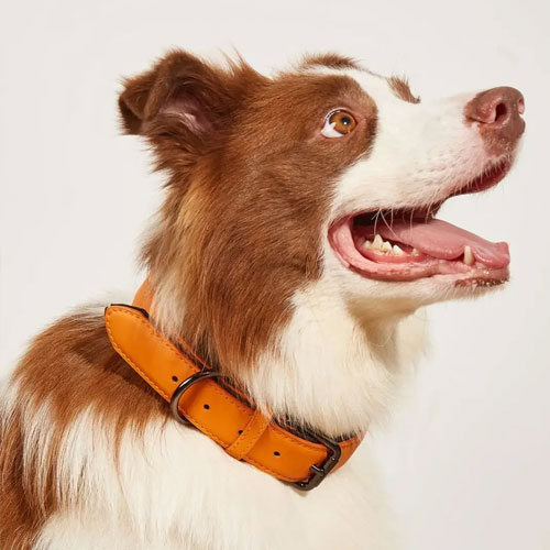 Pet collars & leashes
