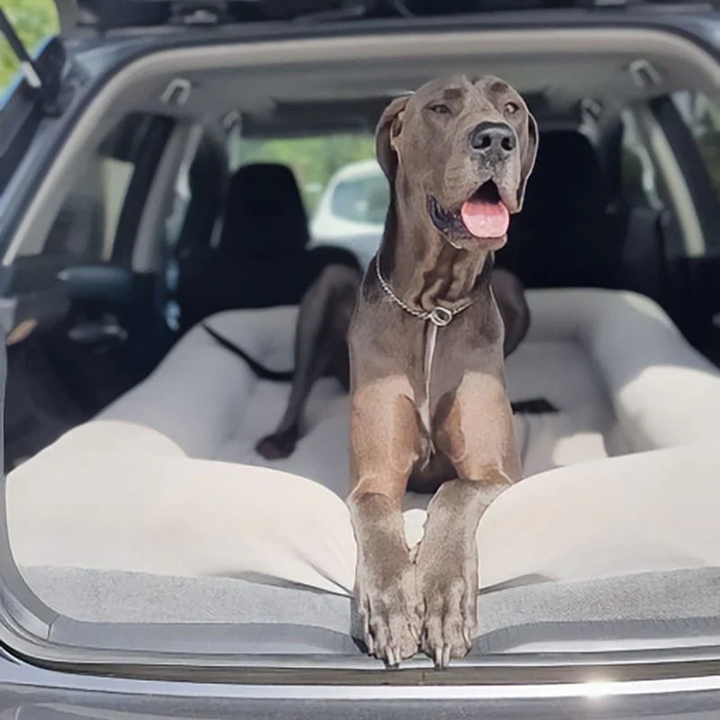 Orthopedic Foam Dog Beds