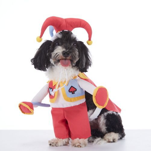 Pet Halloween Costume