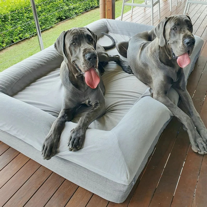 Orthopedic Foam Dog Beds