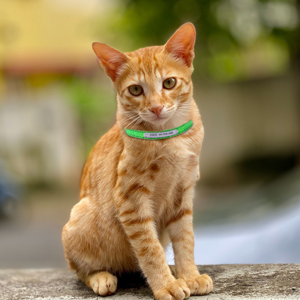 Shiny Engraved Cat Collar