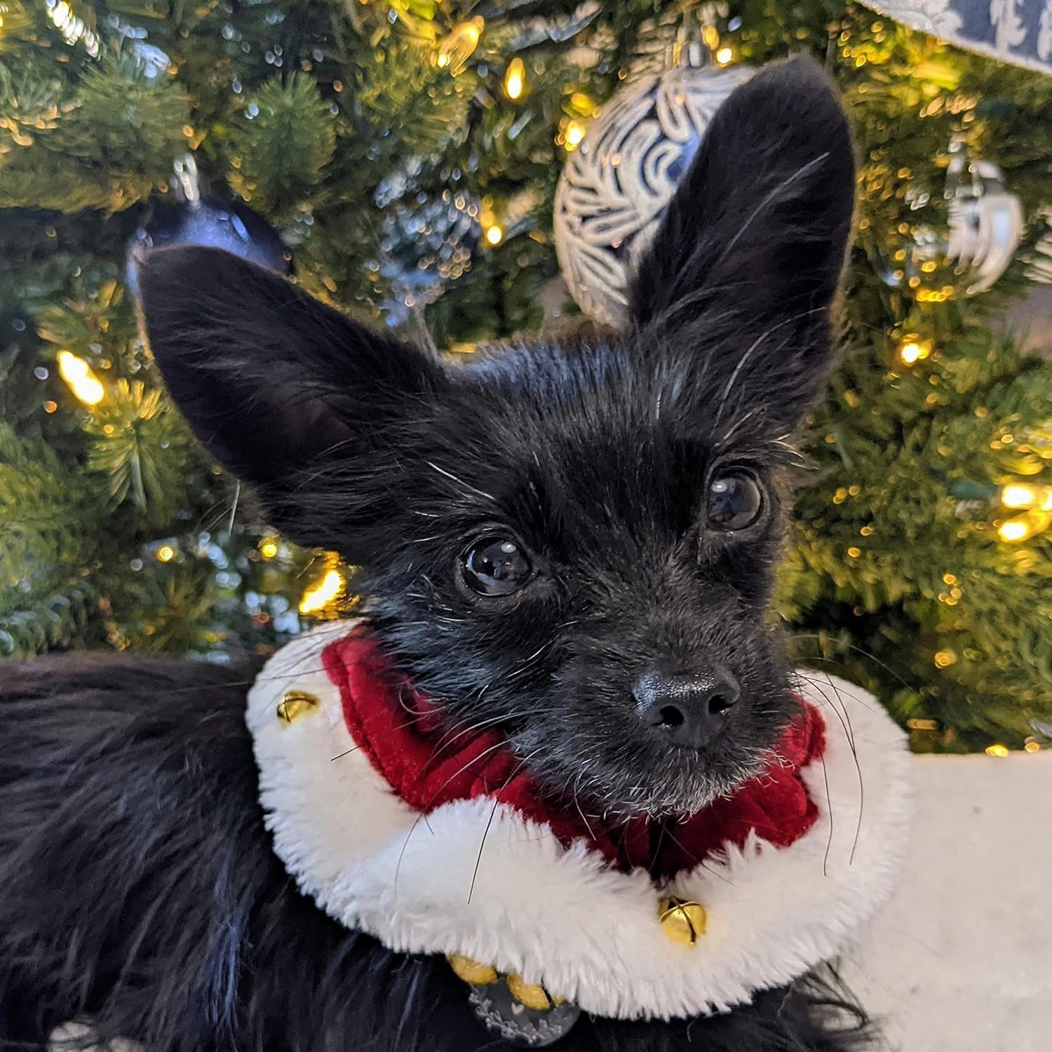 Wholesale Christmas Pet Collar With Bells